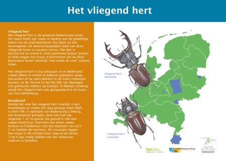 Vliegend hert scaled