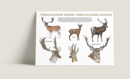 Poster Verschillende dieren verschillende geweien