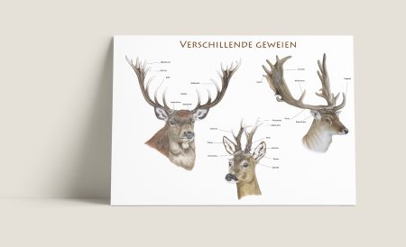 Poster Verschillende geweien