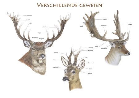 verschillende geweien