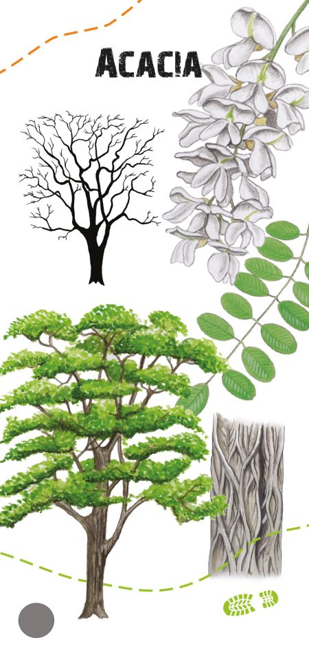 Acacia voorkant