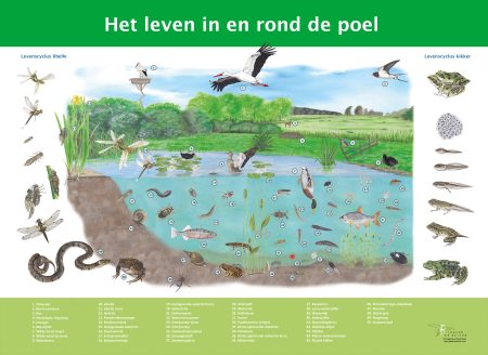 Poeltekening werkbestand origineel compleet scaled