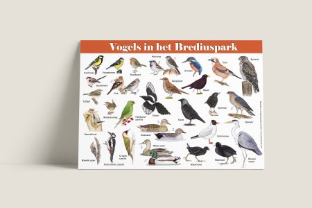 Herkenningskaart Vogels in het Brediuspark