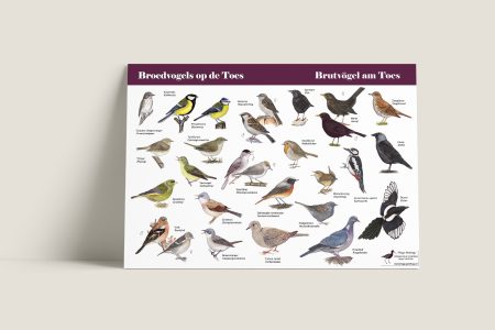 Herkenningskaart Broedvogels op de Toes