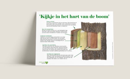 Informatiepaneel Boom van binnen