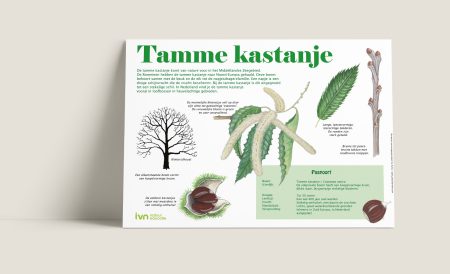 Informatiepaneel Tamme kastanje