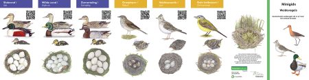 It Lege Midden-natuurwijzer-weidevogels