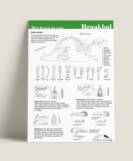 Poster-braakbalpluizen-Wings of change